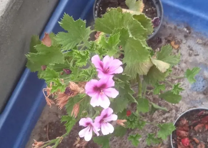 Appartement Charming With Views